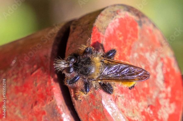 Obraz Close-up of a Laphria flava (Bumblebee Robberfly)