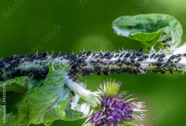 Obraz Close-up of many aphids on a plant stem
