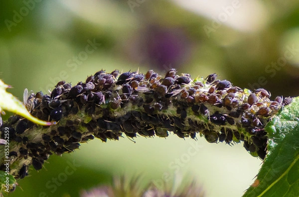 Obraz Close-up of many aphids on a plant stem