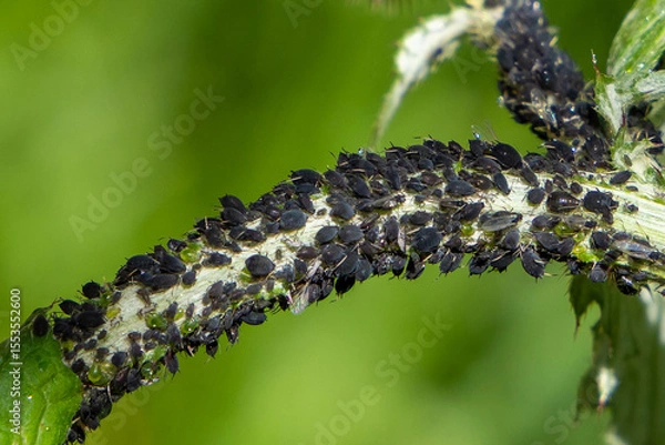 Obraz A group of aphid insects on the stem of a plant