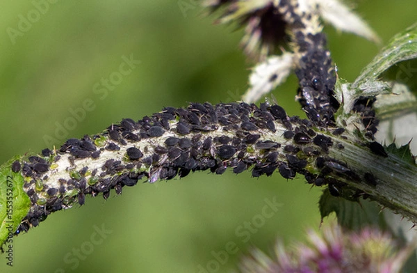 Obraz Close-up of many aphids on a plant stem