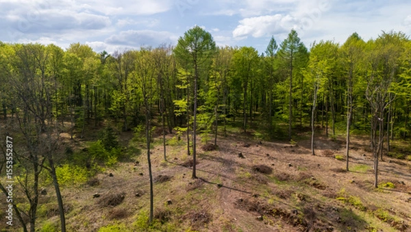 Obraz Aerial view of a lush green forest with a cleared area showcasing the contrast between dense foliage and open earth, captured under a bright blue sky.