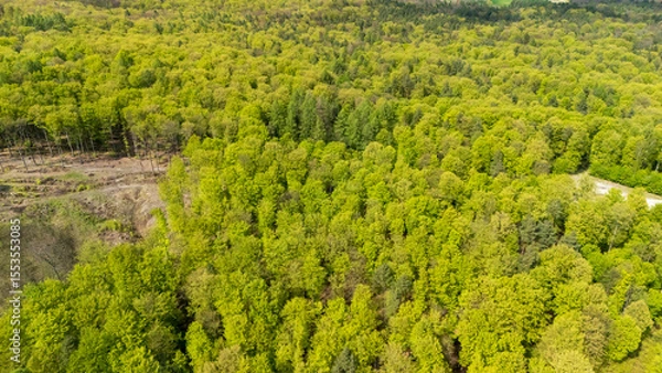 Obraz Aerial view of a lush green forest showcasing dense foliage and a vibrant landscape. Ideal for nature-related projects, environmental themes, and outdoor activities.