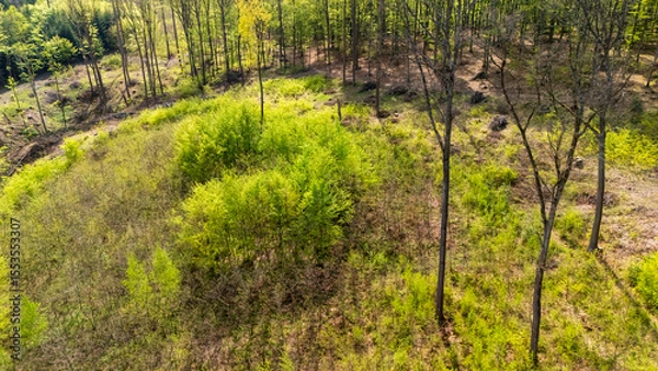 Obraz Aerial view of a lush green forest with emerging foliage, showcasing vibrant vegetation and trees in the surrounding area during springtime. Natural landscape.