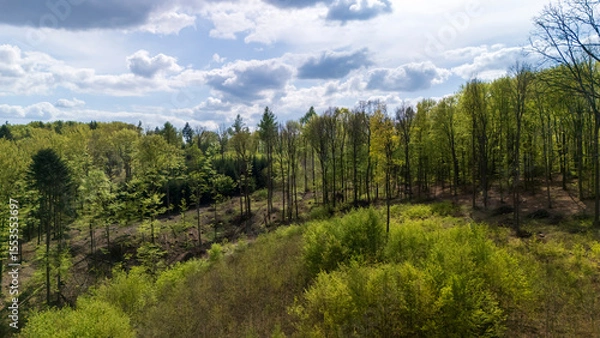 Obraz Aerial view of a lush green forest at midday, showcasing a mix of deciduous trees and undergrowth. The scenery emphasizes nature's beauty and tranquility, ideal for environmental themes.