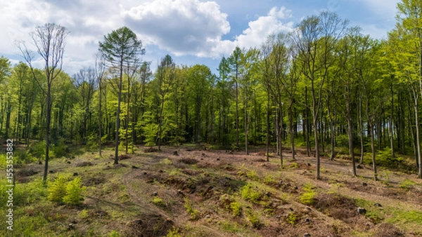 Obraz Lush green forest scene capturing tall trees under a bright blue sky with fluffy clouds. The ground shows signs of recent forestry management, suggesting sustainable practices.