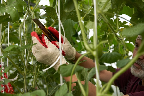 Fototapeta Growing watermelons in a greenhouse. Harvest rationing. A man removes an extra ovary from a stem with a sharp knife.