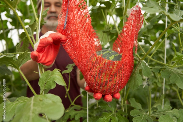 Fototapeta Vertical cultivation of watermelons in a greenhouse. Senior citezen holds a fruit in his hand, placed in a net suspended from a trellis.