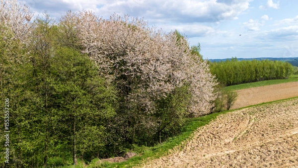 Obraz Blooming cherry trees line a green hillside, creating a picturesque landscape during spring. Lush vegetation contrasts with freshly tilled soil under a blue sky.
