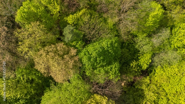 Obraz Aerial view of a lush green forest showcasing diverse trees and foliage. This vibrant landscape captures the essence of nature in spring or summer, ideal for environmental themes.