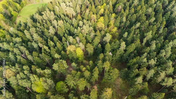 Obraz Aerial view of a dense forest showcasing a variety of green trees. The vibrant foliage indicates a healthy ecosystem, perfect for nature lovers and environmental campaigns.