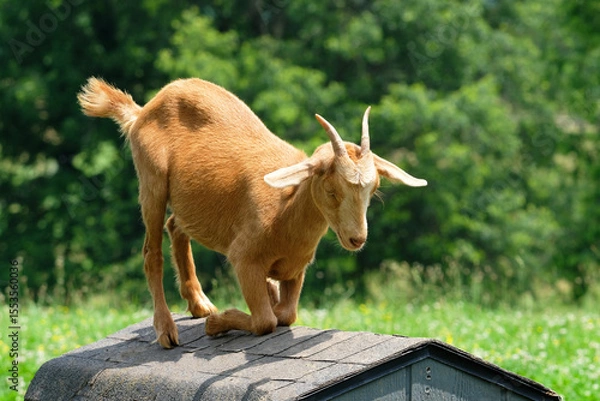 Obraz Brown goat on it's shelter roof kneeling as if in prayer.