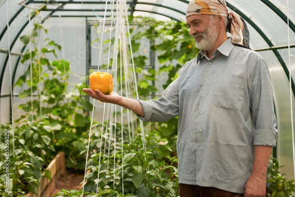 Fototapeta An adult man with a large yellow sweet pepper on the palm of his hand inside a greenhouse against a blurred background of plants.