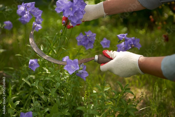 Fototapeta Male hands cutting grey blue bell flowers.