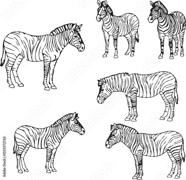 Fototapeta Zebra Line Art: Six Unique Zebra Illustrations for Design Projects