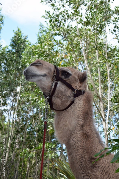 Obraz Camel at Zoo