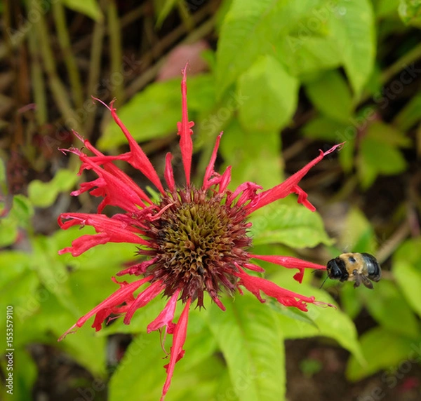 Obraz A bumble bee getting pollen from a bee balm flower
