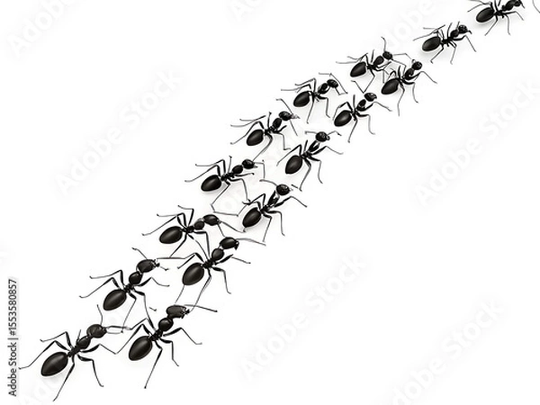 Fototapeta A line of black ants marching diagonally across a white background in a straight path formation