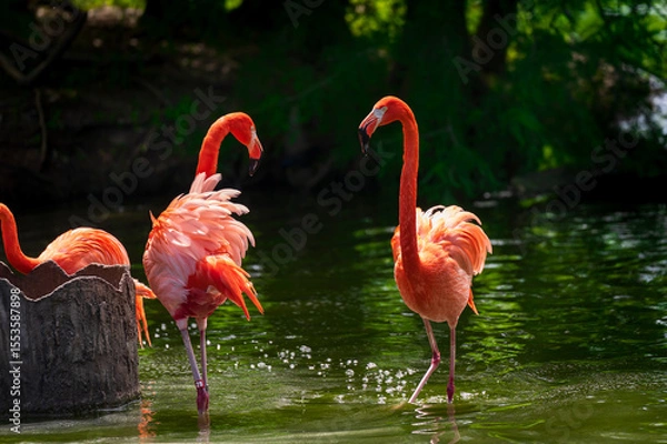 Fototapeta flamingo in the water