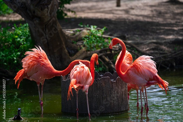 Fototapeta flamingos in zoo