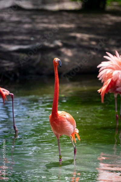 Fototapeta flamingo in the water