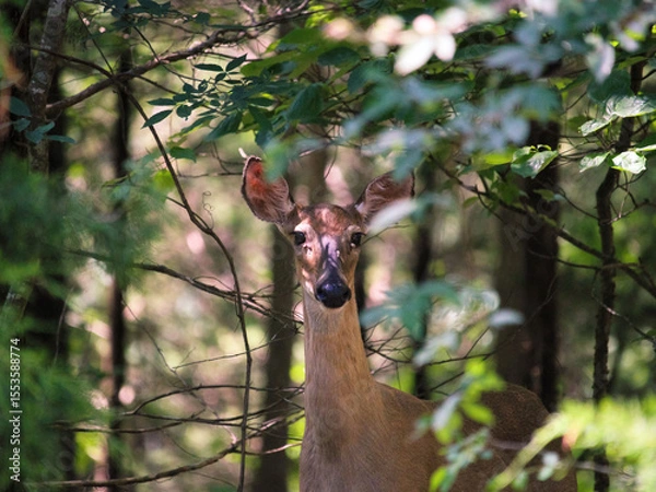 Obraz deer in the woods