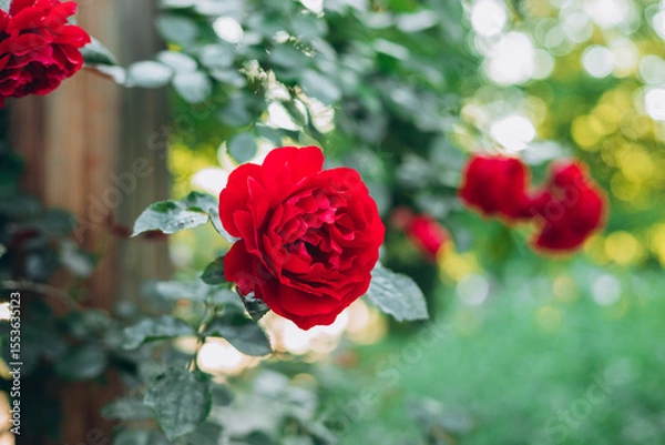 Obraz Beautiful fresh roses in nature. Natural background, large inflorescence of roses on a garden bush. A close-up of a bush of red roses on the alley of the city park