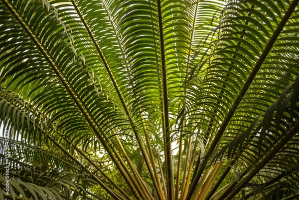 Fototapeta Giant Green Exotic Fern or Palm Leaves in a Wild Tropical Botanical Setting