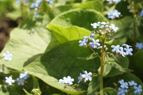 Fototapeta blue flower