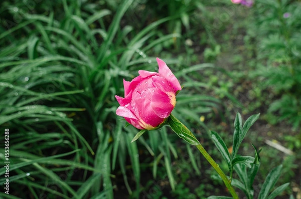 Fototapeta Close-up view of unopened light pink peony bud with delicate petals on bush with green leaves. Raindrops. Blurred background.