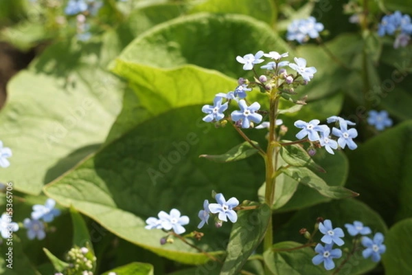 Fototapeta blue flower