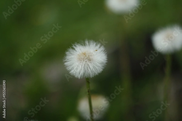 Fototapeta dandelion