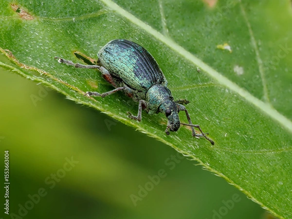 Fototapeta Rüsselkäfer