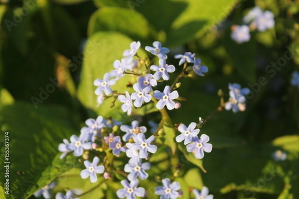 Fototapeta blue flower