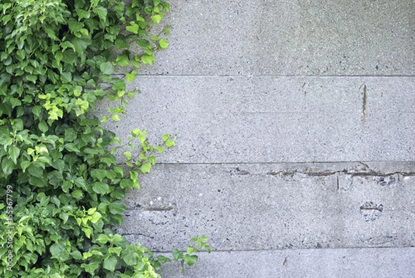 Fototapeta 壁とツタ