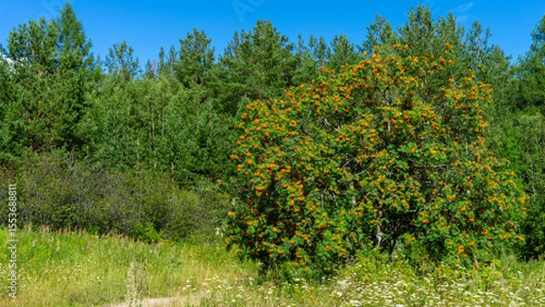 Fototapeta Magnificent rowan tree with orange and red berries on the background of green woodland. Walking through the forest on sunny summer day. Summer herbarium