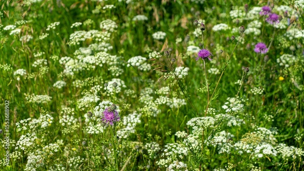 Fototapeta Meadow with wildflowers. Lilac cornflower meadow and white yarrow on background of green grass