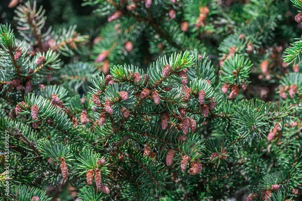 Fototapeta Background with new growth and cones on blue spruce.