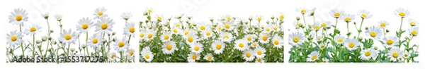 Fototapeta PNG Vibrant daisies in bloom, element set on transparent background