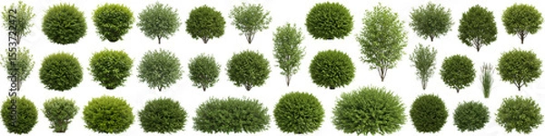 Fototapeta Lush Green Shrubs Collection White Background - A diverse collection of green shrubs, perfect for landscaping designs, garden planning, and architectural visualization.