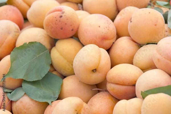 Fototapeta Close up on pile of fresh picked apricots, leaves scattered with the fruit. For sale at Farmers Market