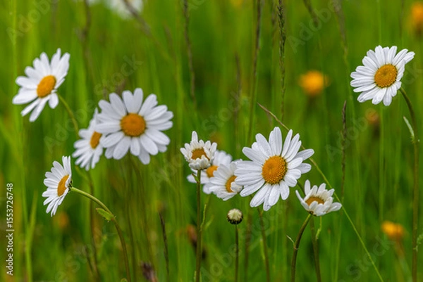 Fototapeta Daisy blossom wet rain in light green meadow grass in mountains