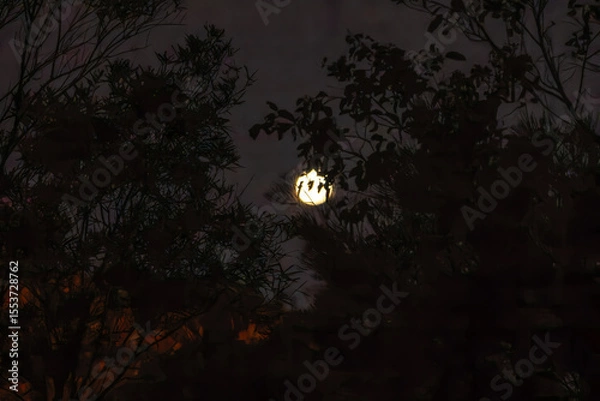 Fototapeta Distant moon backlights near tree foliage in nighttime effect