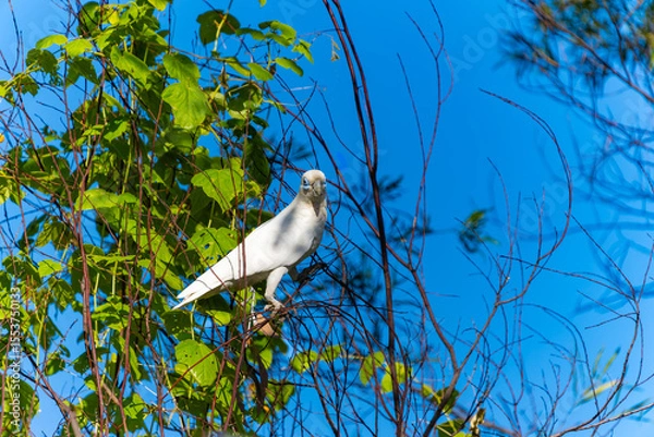 Fototapeta Little corella or Cacatua sanguinea a white parrot posing in tree.