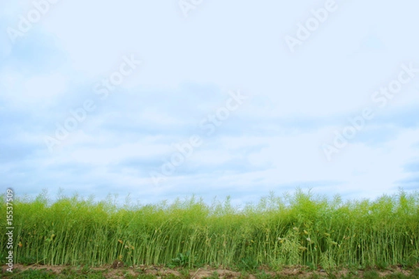 Fototapeta green field with blue sky