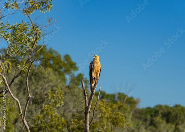 Fototapeta Whistling kite of Haliastur sphenurus, bird of prey in Kimberley's Western Australia.