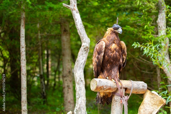 Obraz Close-up of a golden eagle wearing a cap covering its eyes. An eagle sits on a perch against a backdrop of green mountains. A bird of prey hunts for its prey. Falconry. National tradition of Asia.