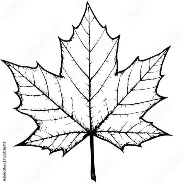 Fototapeta Detailed maple leaf drawing. Canada Day themed illustration showcasing intricate leaf veins and serrated edges. Simple black and white image ideal for Canada Day themed projects, including posters,