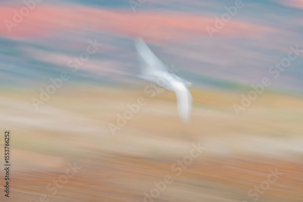 Fototapeta Bird impressionist style in flight though sunrise colours in the sky