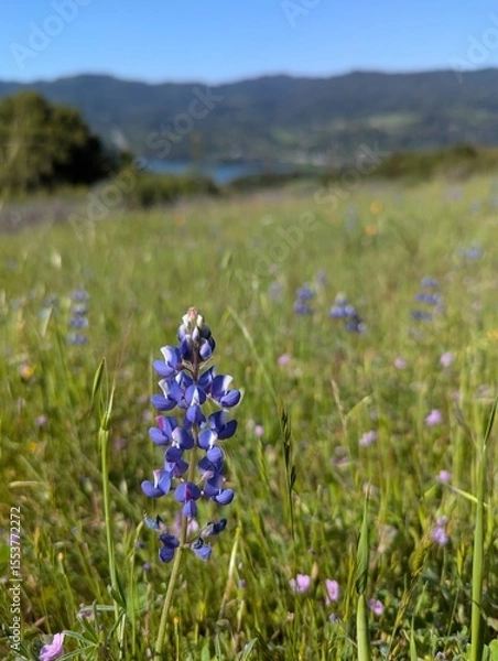 Obraz wild flowers in a meadow